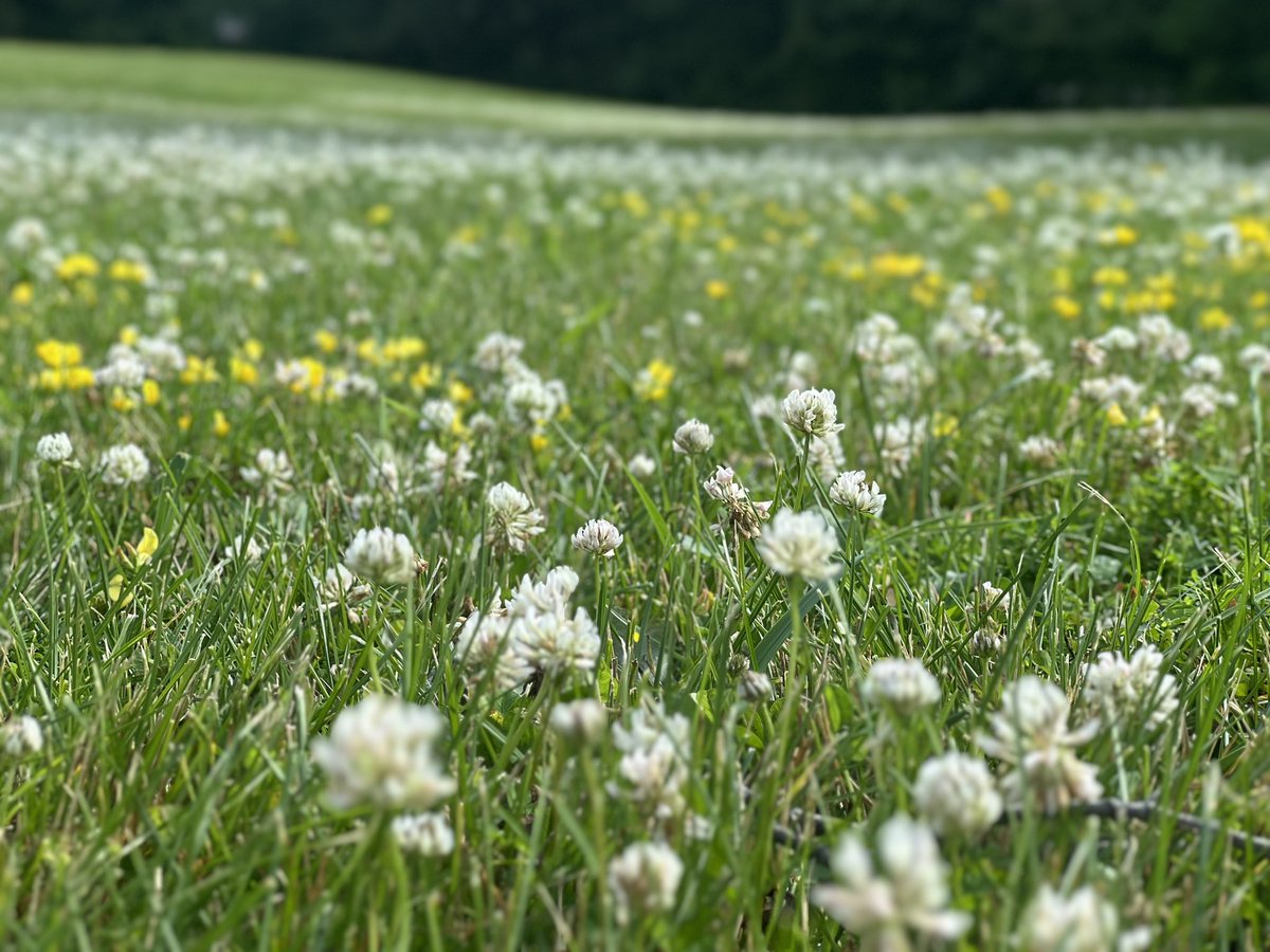 ShimmerWolfy's tweet photo. May I offer you a field to frolic in? 

From our drive out of Minnesota at a rest stop, its soooo pretty over here 💕 https://t.co/T0ySeFOiSN