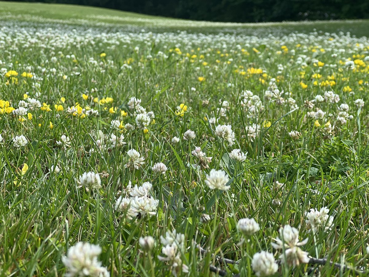 ShimmerWolfy's tweet photo. May I offer you a field to frolic in? 

From our drive out of Minnesota at a rest stop, its soooo pretty over here 💕 https://t.co/T0ySeFOiSN
