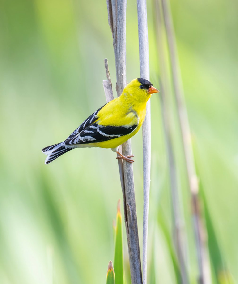 JocAPhotography's tweet photo. A male American Goldfinch perches on a cattail reed. These birds nest later than most songbirds so when their nestlings hatch and fledge there are plenty of seeds (such as thistle and sunflower) to eat. https://t.co/gA6FkycVpW