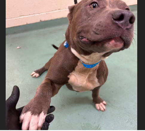 HollywoodDogs's tweet photo. At an overcrowded shelter in #Memphis, #TN, 2-year-old Deuce Bruce is in IMMEDIATE need of adoption, a foster home, or rescue https://t.co/VbGzI4P93N #URGENT #AdoptableDogofDay 🐶 https://t.co/dOACKAgoHp