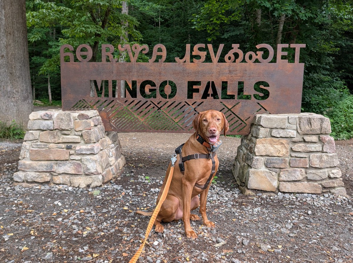 IntrepidPup tweet picture
