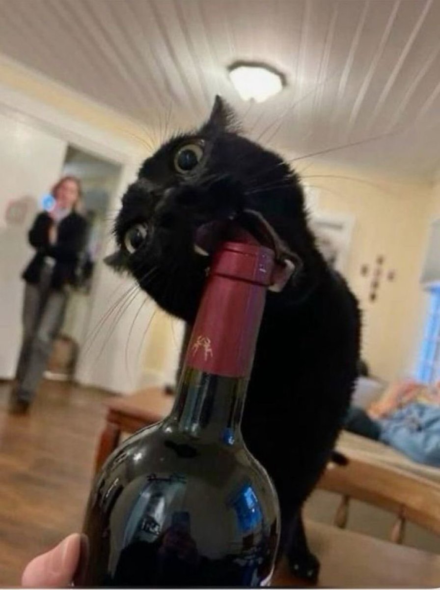 buckseddiediaz's tweet photo. eddie who is a cat https://t.co/GMtBc3Ggkz