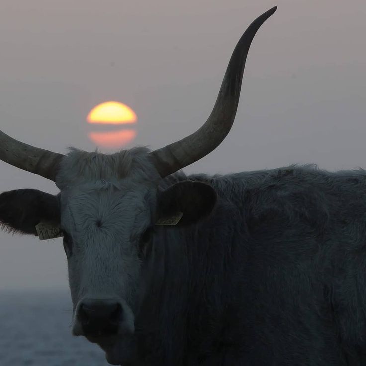 DailyCattle's tweet photo. ★ | sunset https://t.co/uz8HmOJPLn