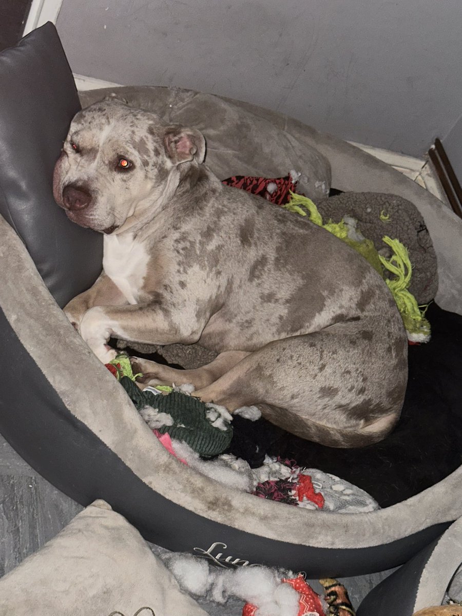 TailWagDaily's tweet photo. Luna has ripped apart all her birthday presents for tomorrow 🤬Walked in and found her like this. Just had to go buy more.🐕🥰 #BirthdayGirl https://t.co/F8OXuit27d