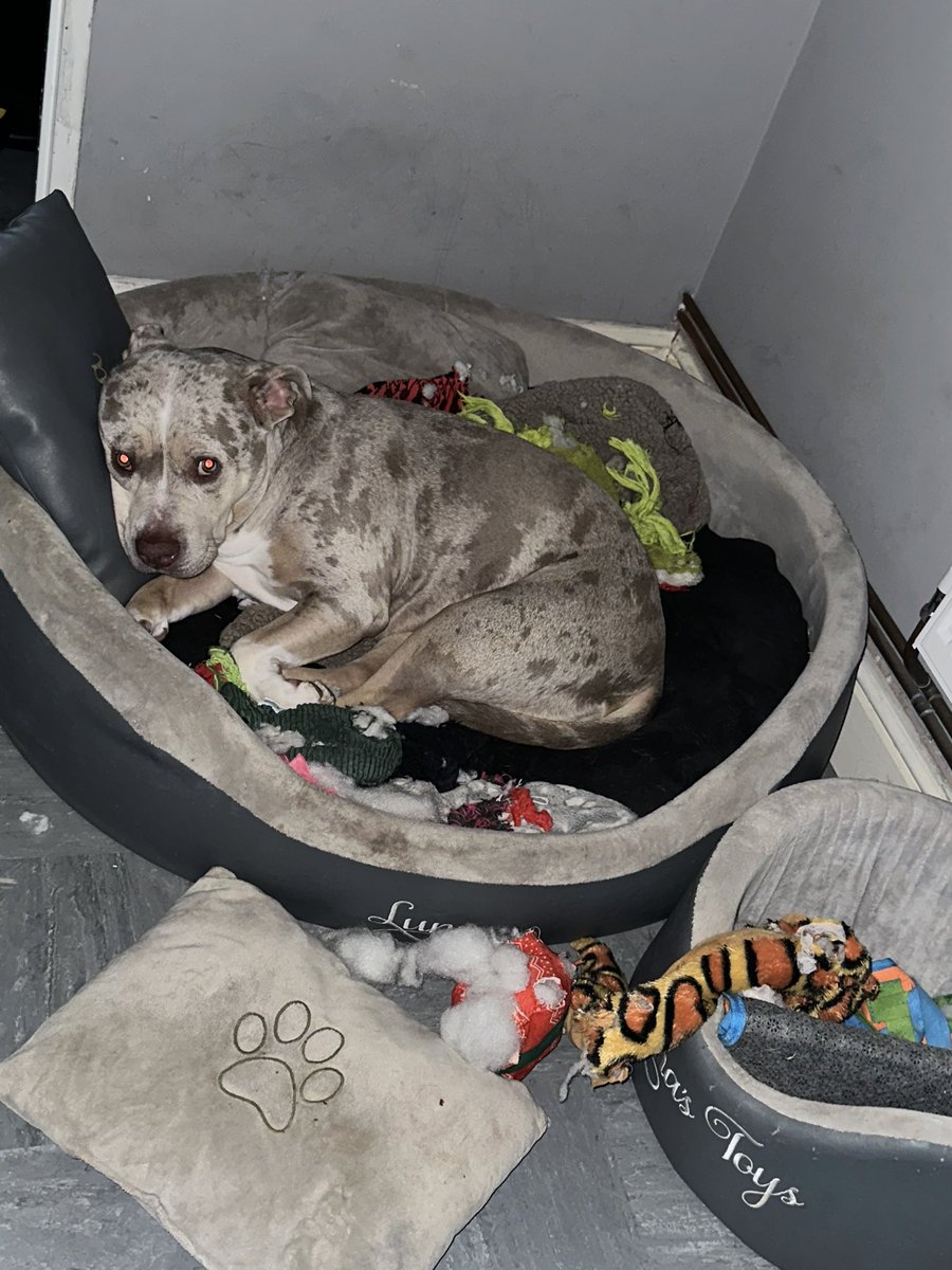 TailWagDaily's tweet photo. Luna has ripped apart all her birthday presents for tomorrow 🤬Walked in and found her like this. Just had to go buy more.🐕🥰 #BirthdayGirl https://t.co/F8OXuit27d