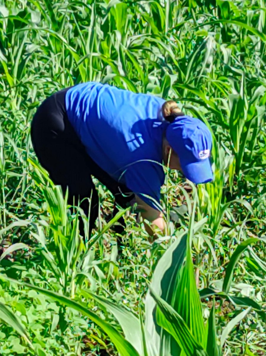 carmeloortega38's tweet photo. El equipo de Coralsa sigue a la vanguardia, aportando a la producción de alimentos 💪.

#CreceConCoralsa https://t.co/S6FWFYZJXu