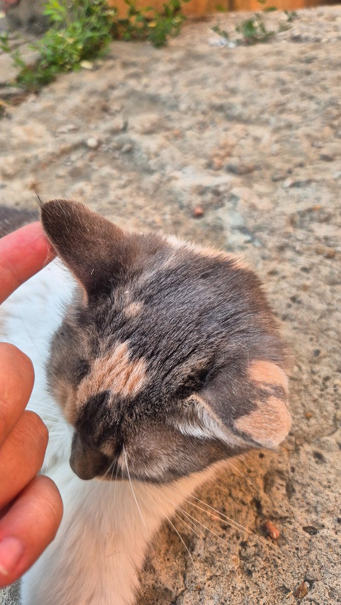 ukletka's tweet photo. глаза цвета весны
шикарный окрас
смешные кисточки на ушках
мягкие лапки с серыми маршмеллоу
хорошие зубки (которые очень качественно хватали вкусни)
и бонус, только для твиттерских - пятнышки на пузике

пожалуйста, распространите! девочка ищет семью для господства над сердцами https://t.co/VGLxFOJZKo