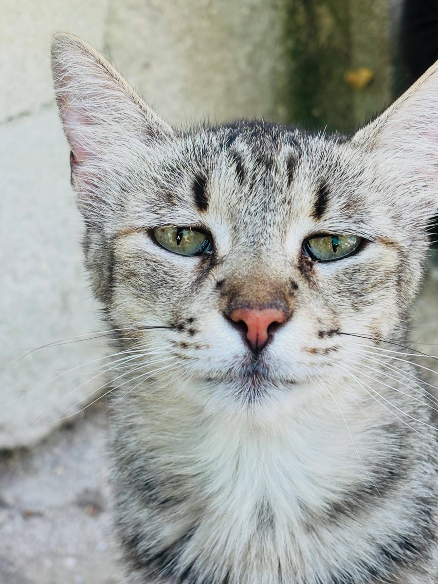 SosAbuelos1's tweet photo. #MADRID
Esta preciosa tigresa ancianita es #SARA

Es una gata fantástica, pero tímida. Necesita tiempo, paciencia y comprensión para mostrar su verdadero carácter

Necesita mucho cariño, no dejes que sus pequeños temores te impidan dárselo

Contacto: amigosdesam@gmail.com https://t.co/wqdeFYJtb9