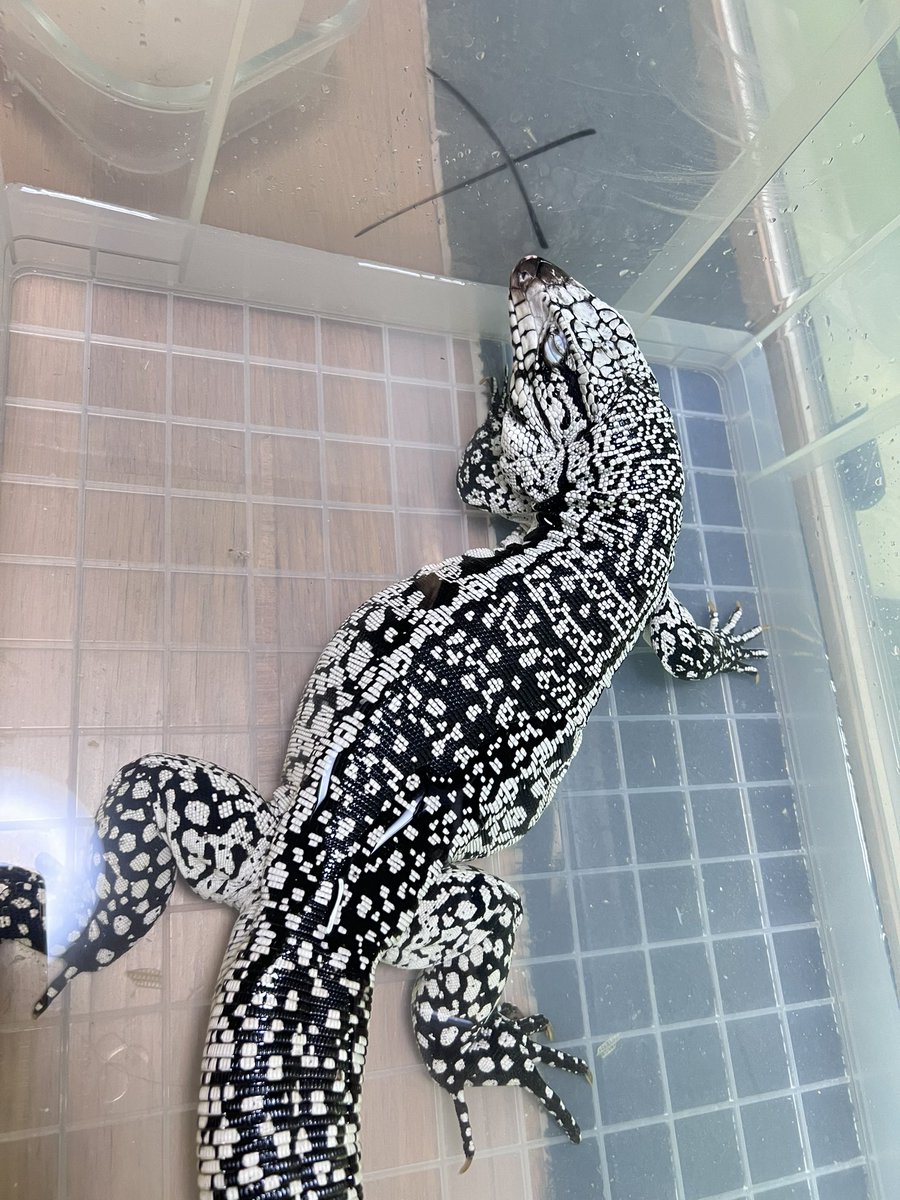 senap28's tweet photo. 脱皮してたから温浴した🛁*。
何回みても綺麗やけん
見惚れる🫣
#ブルーテグー
#爬虫類
#Bluetegu https://t.co/k73LbChw6F