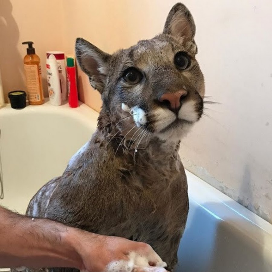 AcervoCharts's tweet photo. Este puma resgatado não pode voltar à natureza, então vive como um gatinho gigante. https://t.co/uQyE7SgBDL