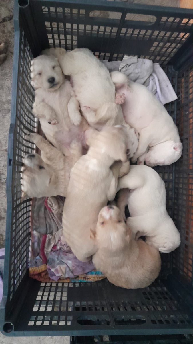 Alina_Gag's tweet photo. Alguien podría darles hogar temporal a estos bebés?

Yo cubro gastos 

Si tú puedes mándame mensaje https://t.co/GNBsGJAZFz