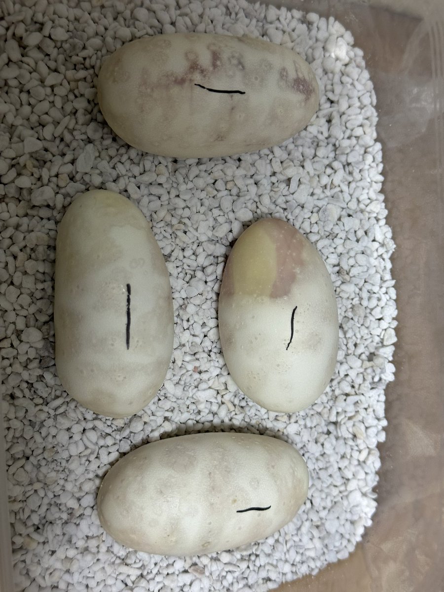 Snake_Gecko777's tweet photo. 初めてボールの卵取れました！
特に変わった様子がなかった子が産んで
びっくり😅
状態的に結構不安だけど血管はきちんと見える🥚
元気に産まれてくれますように https://t.co/EgNUPZqLKv