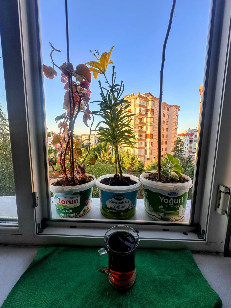 berdushbebe's tweet photo. Bitmiş yoğurt kaplarına çiçek ekilen bir çağda yaşamak isterdim. 
Her şeyin mükemmel olmak zorunda olmadığı bir çağda.. https://t.co/VZpF2diP6c