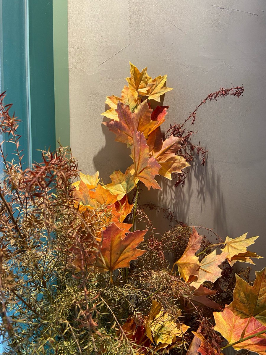 Gemali_Santi's tweet photo. Just caught the first golden autumn ray filtering through maple leaves—crisp air, cozy vibes, pumpkin spice lattes in hand. Fall’s here and it’s perfect! https://t.co/wT4l4Vq4mI