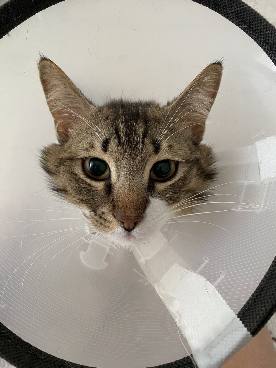 mgyln's tweet photo. Ayakta zor duruyor olmasına rağmen ( narkoz etkisi) hala kardeşini isirip çekmeye çalışıyor erkekler iflah olur mu hiç sanmam 😭 https://t.co/tIjXM9oI16