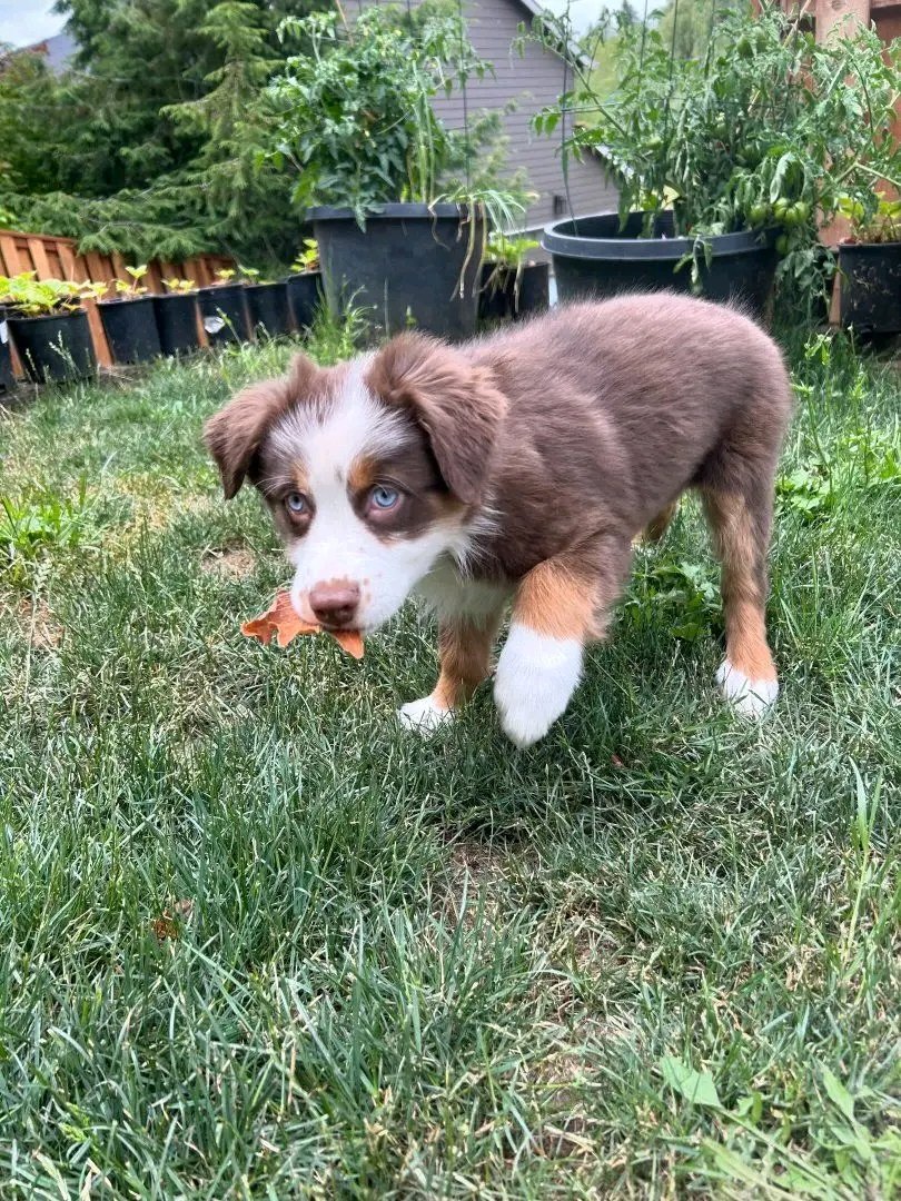 AussieObsessed9's tweet photo. @prattle20 Meet Luna! 🐾
Luna is a beautiful 10 week-old blue merle sweetheart looking for her forever home. She’s playful, affectionate, and loves being around people. With her stunning blue eyes and gentle personality, she’s sure to make a wonderful companion.

DM FOR MORE https://t.co/Pdcrhy4feU