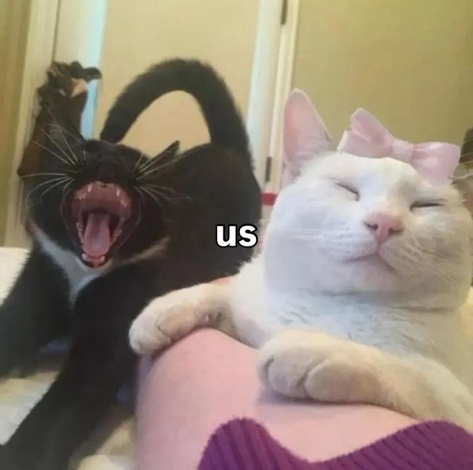 catsworldaura's tweet photo. https://t.co/mOjjIJaNIZ