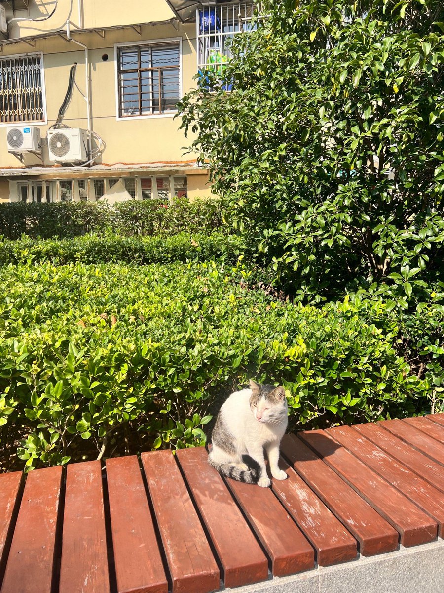 john_otsuka's tweet photo. Chill afternoon vibe in the city—random sidewalk cat taking a sunbath while passersby rush by, little joy I caught on camera today. https://t.co/N8BLset43a