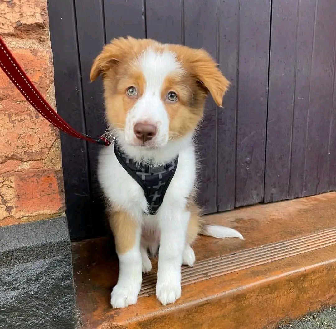 AussieObsessed9's tweet photo. Ready for adoption ❤️🥰🥰🥰🥰
Puppy love is in the air! 🐶❤️ We currently have puppies available for adoption. They are playful, sweet, and ready for their next adventure. If you think one of these cuties would be a perfect fit for your home, send me a DM for more information https://t.co/EBeLK7mkm5