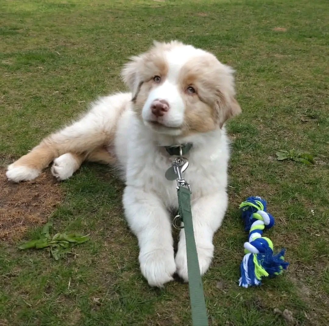AussieObsessed9's tweet photo. Ready for adoption ❤️🥰🥰🥰🥰
Puppy love is in the air! 🐶❤️ We currently have puppies available for adoption. They are playful, sweet, and ready for their next adventure. If you think one of these cuties would be a perfect fit for your home, send me a DM for more information https://t.co/EBeLK7mkm5