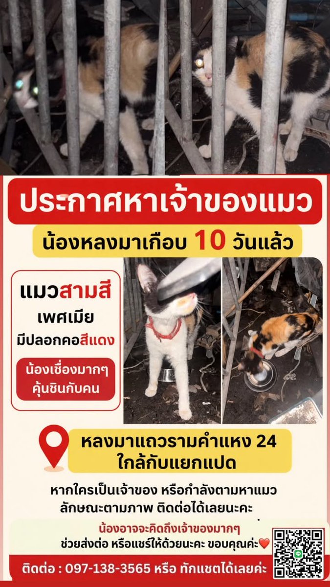 CatsterClub's tweet photo. ‼️ตามหาเจ้าของแมวค่ะ‼️(ฝากประกาศ)
ใครรู้จักน้องแมว หรือรู้จักเจ้าของน้อง สามารถติดต่อทางต้นโพสได้เลยนะคะ หรือช่วยกันกระจายข่าวก็ได้ค่ะ มาช่วยกันส่งน้องกลับบ้านที่อบอุ่นของน้องกันนะคะ https://t.co/BWJo6H6h3a