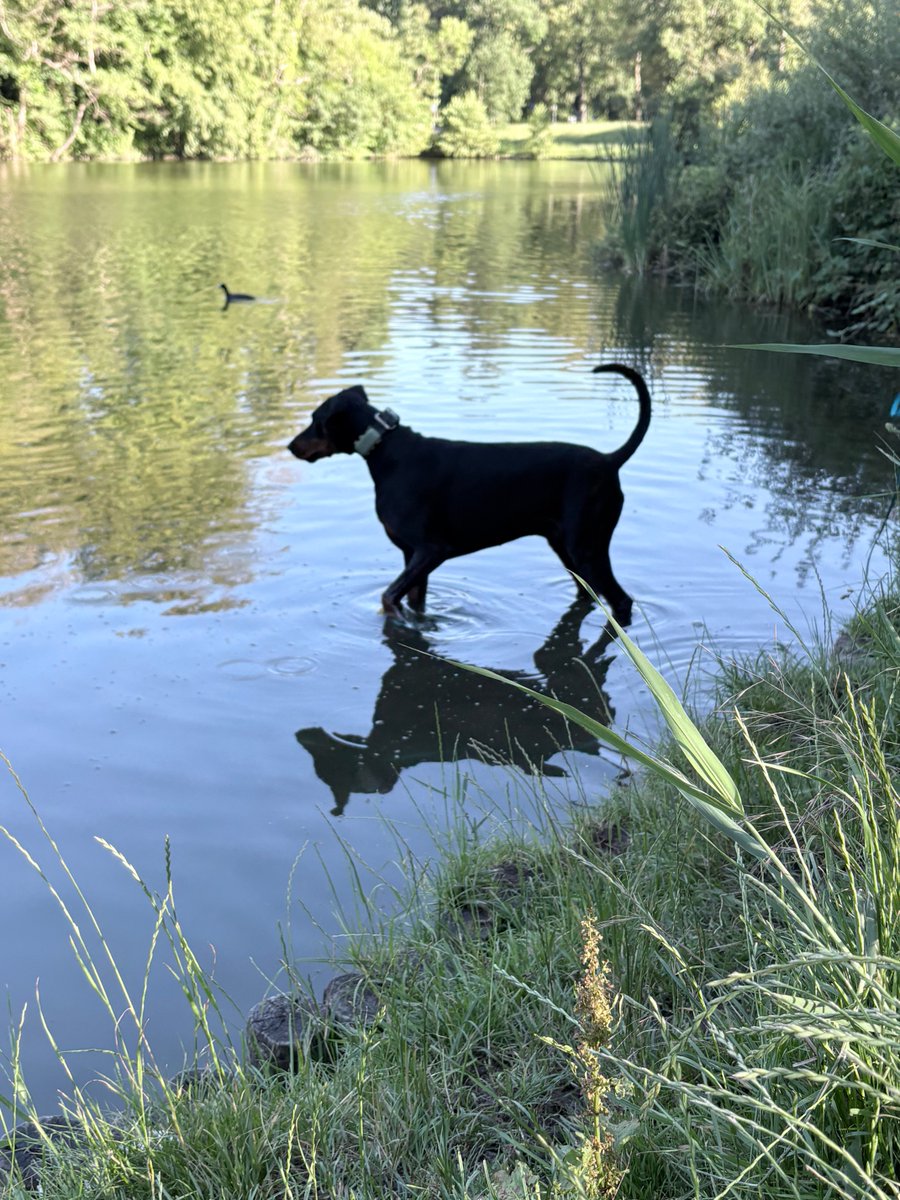 MichelleTrente2's tweet photo. Afkoelen #hond #water #zwemmen #zomer #genieten https://t.co/I34hwNESqm