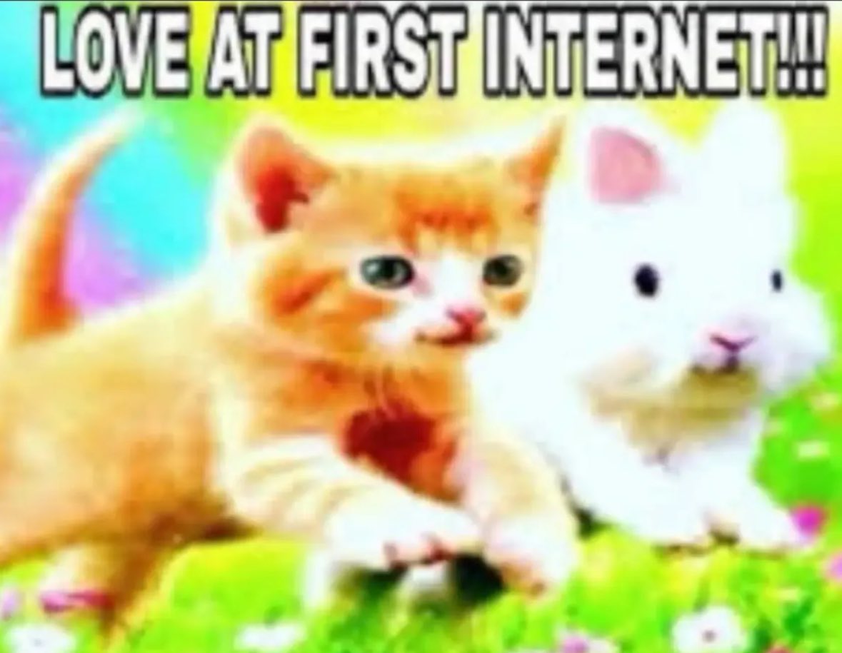 ✧ tweet media