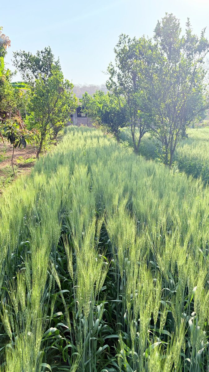 rasasocials's tweet photo. @maha_tourism 🌿 Rasa Roots and Retreat in Nagpur is a testament of agriculture tourism in India. visit our farm. https://t.co/TbfaRm9tiM