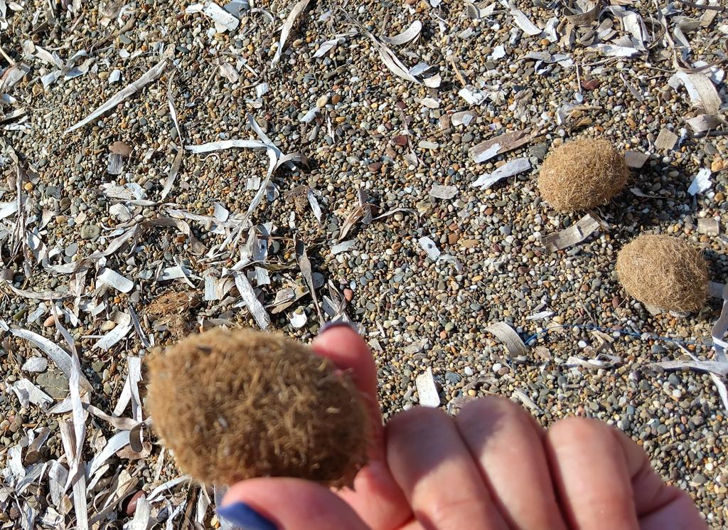 cross_me_softly's tweet photo. Ciao polpette di posidonia e  scusatemi se non so il vostro nome, vi vedo da sempre e annunciate spiaggia e mare. Vi chiamerò  rotoalghe https://t.co/xyiQu0BQS0