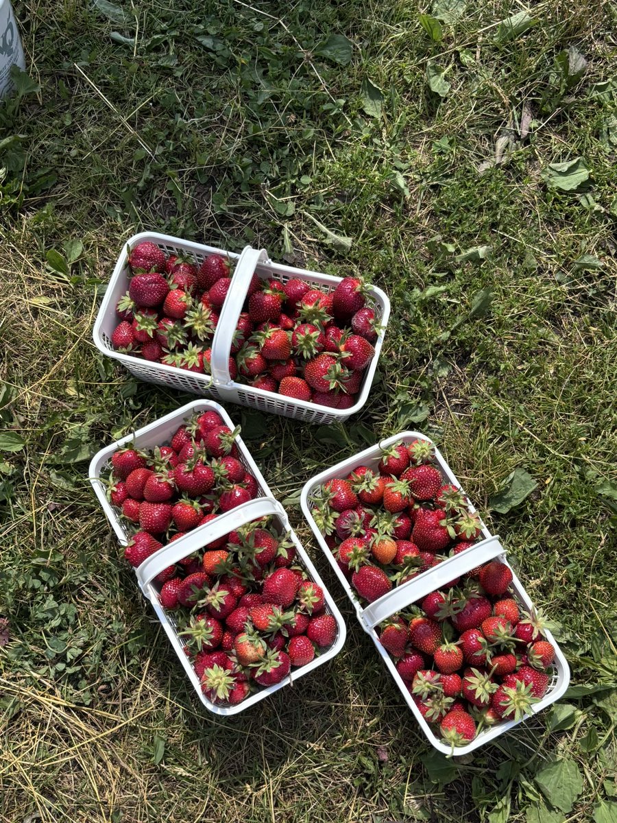 biidaab's tweet photo. berry pickers today https://t.co/u6XLvnnDkb
