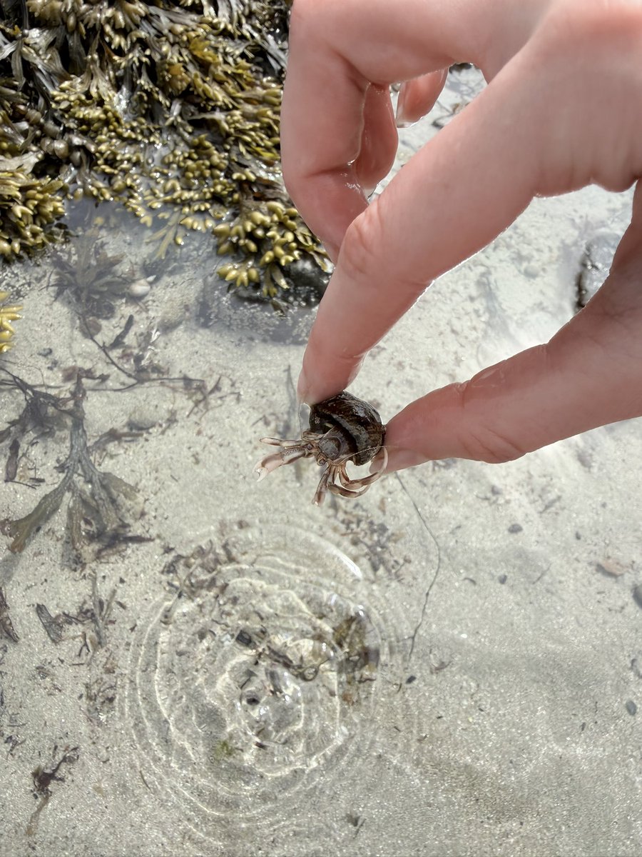 itsinfyy's tweet photo. Such lovely summer adventures ☀️ 🐚
(Don’t worry, I put the hermit crab back right after taking his photo) https://t.co/NuGHgYI3Hq