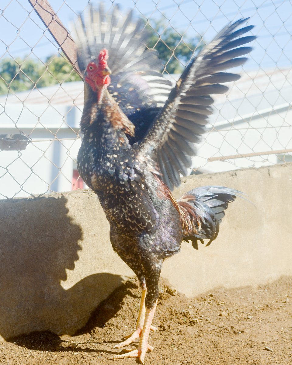 lebretonf22's tweet photo. Mon ti Papangue 🐓📷🇷🇪
#photo #photography #coq #aseel #rooster #sabong #galos #gallosdecombate #gamefowl #gamecock #canon #fypシ゚viral https://t.co/6SrK24fSQj