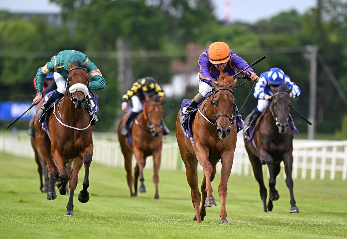 BarodaStudIre's tweet photo. We have two wildcards for the upcoming @Tattersalls1766 July Sale:

Lot 229E - 101 Timeform rated colt Tiberius Thunder

Lot 229F - Leopardstown Maiden Winner Pisiffik Ginger    

They’ll both be selling in Newmarket on Tuesday the 7th. 

#TheBarodaWay https://t.co/y8yx0LOrvy