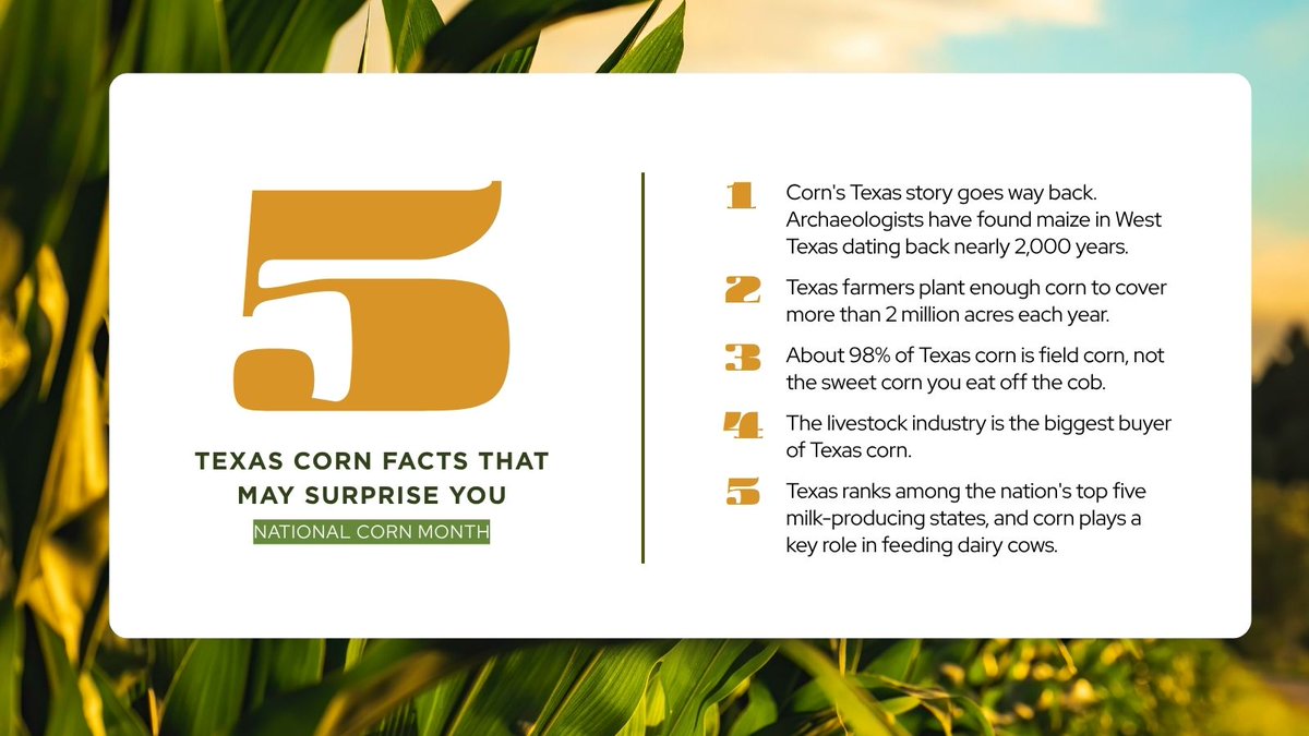 TexasCorn's tweet photo. 🌽 It's National Corn Month!

There's no denying Texans love corn, but there's a lot more to this crop than meets the eye.

From ancient maize found in West Texas to the millions of acres planted across the state today, corn plays an important role in Texas agriculture, livestock production and dairy farming.

Check out these 5 fascinating facts about Texas corn and see how much you know.