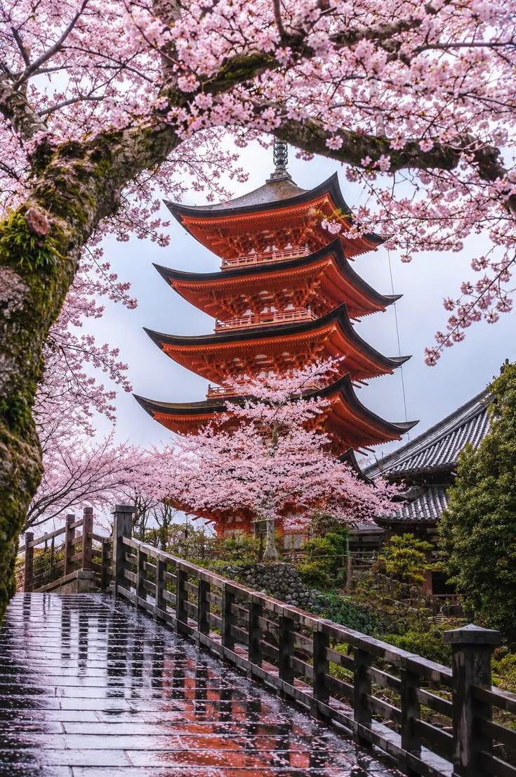 NFruits90766's tweet photo. Hemiji temple, Japan 🇯🇵 https://t.co/e4GrPsUNOx