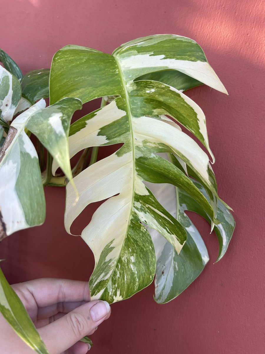 opalbonez's tweet photo. stop what you’re doing and look at my pothos (I rly need yet another moss pole for it) https://t.co/gTkKYfpVCC