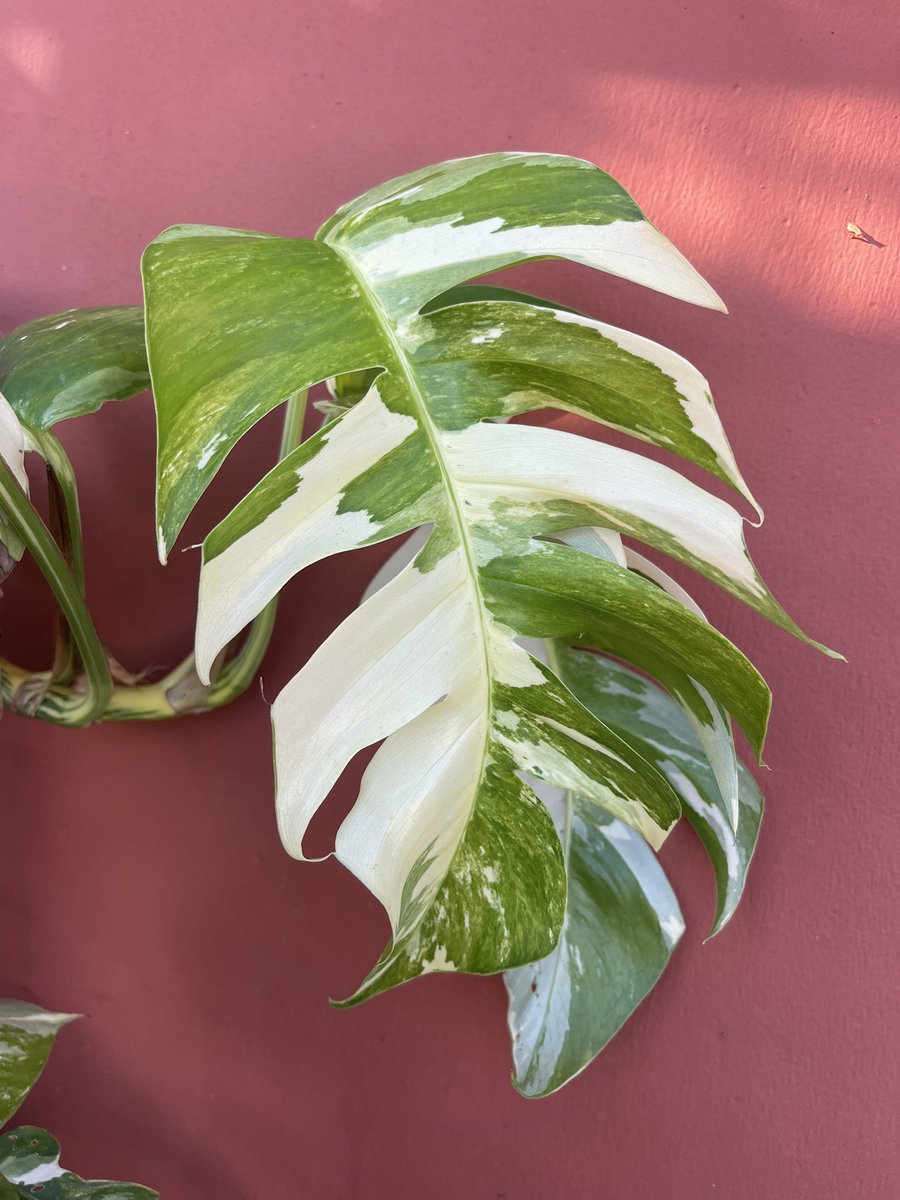 opalbonez's tweet photo. stop what you’re doing and look at my pothos (I rly need yet another moss pole for it) https://t.co/gTkKYfpVCC