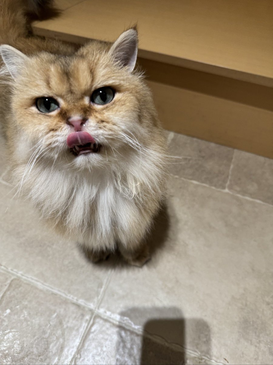 McoC9qtH94L3toO's tweet photo. My fur baby hit 6 months old today! From a tiny wobbly peanut to a zooming fluffball—can’t keep up with how fast they grow , https://t.co/TBhiu657Cr