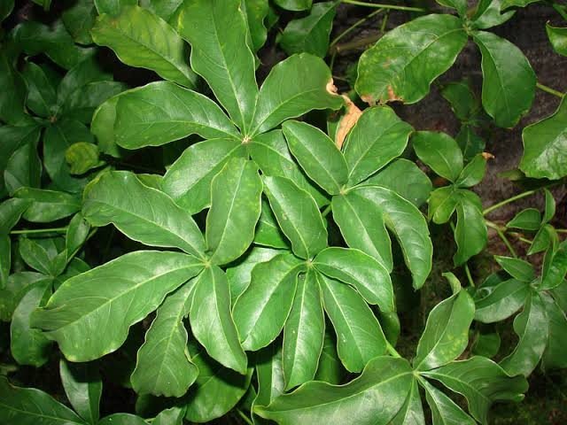 HerbalistHenry_'s tweet photo. BAOBAB LEAVES ( ADANSONIA DIGITATA )  🌿

 TREATS / REVERSE ⬇️

 1. Malaria
 2. Diarrhea
 3. Dysentery
 4. Asthma
 5. Tuberculosis
 6. Hypertension (High Blood Pressure)
 7. Type 2 Diabetes (High Blood Sugar)
 8. Chronic Inflammation
 9. Hypercholesterolemia (High Cholesterol)
 10. Gastrointestinal Ulcers
 11. Pathogenic Bacterial Infections
 12. Systemic Fungal Infections
 13. Viral Influenza
 14. Herpes Simplex Symptoms
 15. Respiratory Syncytial Virus (RSV)
 16. High Fever (Pyrexia)
 17. Iron-Deficiency Anemia
 18. Immune System Deficiency
 19. Chronic Fatigue Syndrome
 20. Rheumatoid Arthritis
 21. Osteoarthritis Joint Pain
 22. Toothache
 23. Gingivitis (Gum Disease)
 24. Dental Plaque Buildup
 25. Chronic Coughs
 26. Hemoptysis (Coughing up blood)
 27. Intestinal Worms (Helminthiasis)
 28. Edema (Fluid Retention)
 29. Urinary Tract Infections (UTIs)
 30. Fatty Liver Disease (Hepatoprotective Aid)
 31. Cardiovascular Stress
 32. Obesity-Related Metabolic Issues
 33. Free Radical Cellular Damage
 34. Nitrosative Stress
 35. Mineral Malnutrition
 36. Vitamin C Deficiency (Scurvy prevention)
 37. Vitamin A Deficiency (Night blindness prevention)
 38. Abdominal Colic
 39. Indigestion (Dyspepsia)
 40. Acute Bodily Pain
 41. Common Cold
 42. Bronchitis
 43. Sinusitis
 44. Pharyngitis (Sore Throat)
 45. Electrolyte Imbalance
 46. Gastritis
 47. Constipation
 48. Premature Cellular Aging
 49. Oxidative Tissue Damage
 50. Allergic Rhinitis
 51. Internal Muscle Wounds
 52. Delayed Wound Healing
 53. Systemic Skin Dermatitis
 54. Lipid Peroxidation
 55. Low Stamina and Physical Exhaustion
 56. Intermittent Fevers
 57. Spleen Congestion (Splenomegaly)
 58. Kidney Sluggishness (Diuretic Support)
 59. Periodontal Tissue Weakness
 60. Bone and Tooth Mineralization Loss

Preparation & Dosage ⬇️ 
Get   BAOBAB LEAVES     in  Bulk, air-dry in a shade away from direct sunlight and blend bulk to POWDER when 100% dehydrated (Takes a week or Less)

After that, STEEP / SOAK  1  (ONE)  Tablespoon of  BAOBAB LEAVES  Powder Inside half litre of boiled water, COVER  it and allow infuse for  10 - 15  minutes or until warm enough to drink. 
DO NOT COOK IT!
Filter / Sieve & drink whole liquid extract.
Do this once daily. 

You can take it for 14  - 28 days or more 
(till you get desired results) 

There are no negative side effects! 
⚠️ Do not take along with Pharmaceutical Medications 

For INJURIES, SCALP, HAIR & SKIN CONDITIONS (EXTERNAL USE) -  Pound fresh leaves without water and apply liquid extract on skin 3 - 5  times daily  until results are achieved. 

KINDLY  REPOST / SHARE  &  Follow @HerbalistHenry_  on  X (Twitter)  🙏