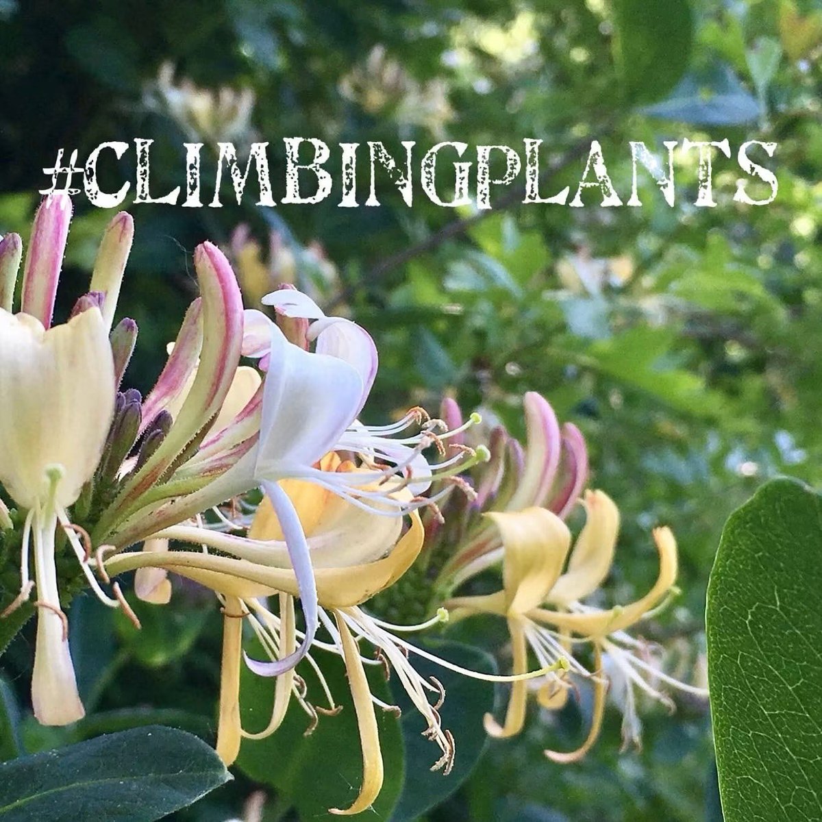 wildflower_hour's tweet photo. Can you find a flowering wild or naturalised plant that has a climbing habit?! 🧗That’s the challenge this week for #wildflowerhour! Share your finds this Sunday 8-9pm! https://t.co/NMU3akZZEL