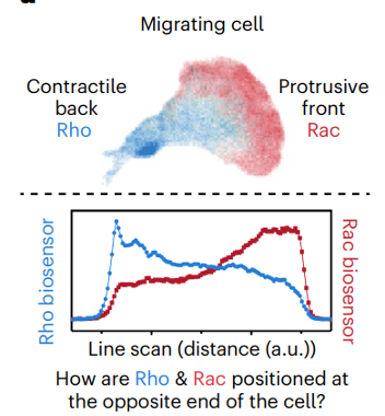 UCSF Bakar Aging Research Institute tweet media