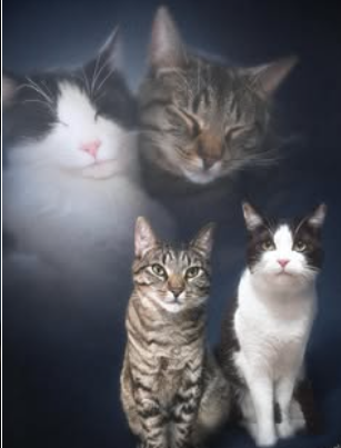 olanmeows's tweet photo. @fallforII https://t.co/LuzwBtblIB