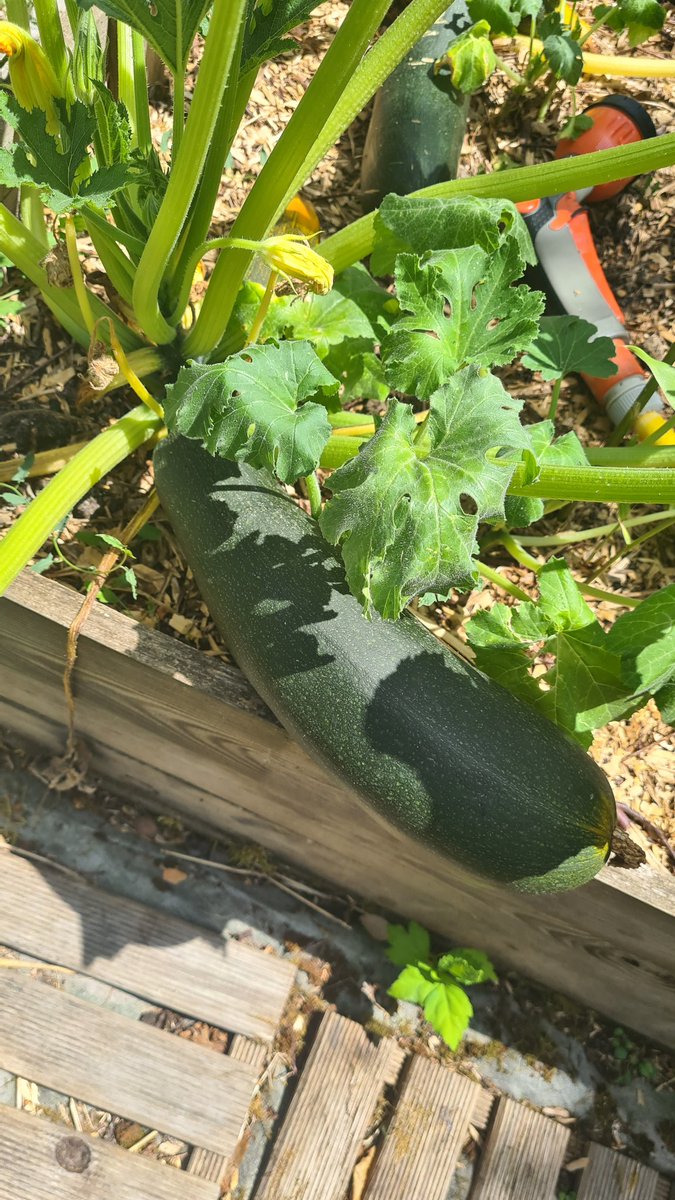 MathAlmonbred's tweet photo. Les gens qui mangent que les légumes du supermarché, sachez qu'une courgette c'est cette taille normalement https://t.co/lrCEYgKp05