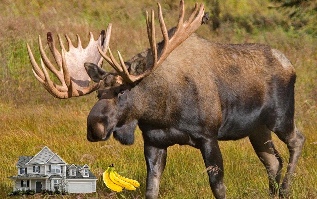 JenMsft's tweet photo. In honour of Canada day, it's important to remember just how big moose actually are https://t.co/xwcRwsySqB