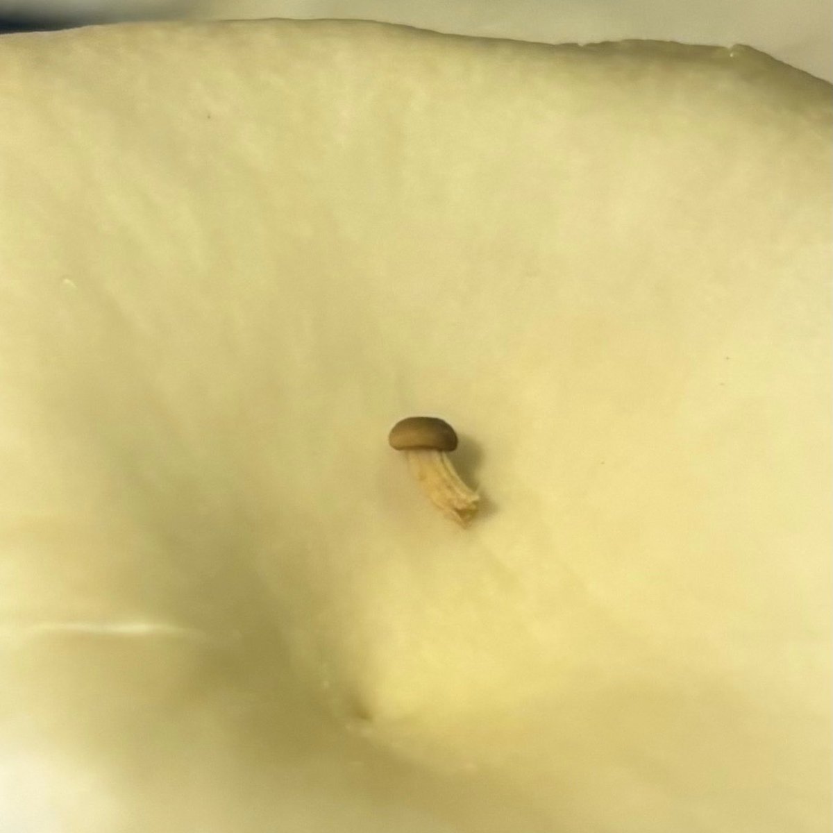 wondrlndinalice's tweet photo. lil shroom on a lil shroom shroomceptionnn!!! https://t.co/oEjDiWYWkn