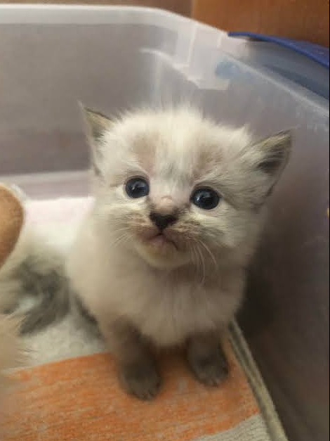 sofia__annie's tweet photo. Tiny paws, big blue eyes, and an endless supply of cuteness. 🐾💙

#Kitten #CuteKitten #Cat #CuteCat #BlueEyes #FluffyCat #CatLover #Kitty #Meow #Adorable #PetLover #CatsOfInstagram #CatsOfTikTok #CutePets #AnimalLover #CatPhotography #KittenLove #CatLife https://t.co/2c1XVTRb1g