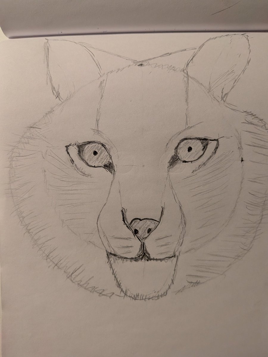 Ivvoen's tweet photo. Tiger https://t.co/aLfuQrnhim