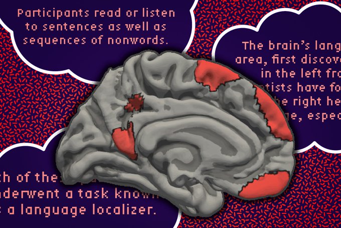 SustainHistory's tweet photo. The #BrainLanguageNetwork is more extensive than previously thought;
For decades, neuroscientists have known that specific regions in the #BrainLeftHemisphere are responsible for processing language.
However, a new study by @MIT researchers shows that language processing also occurs in many other parts of the brain.
(#fMRI) data identified #17AdditionalBrainRegions that appear to play a role in #Language.
These regions are scattered across the brain, including parts of the #Cerebellum, #Hippocampus & #CerebralCortex,
and they make up about 5 percent of the total volume of the adult brain
https://t.co/Qjy6Hce30H