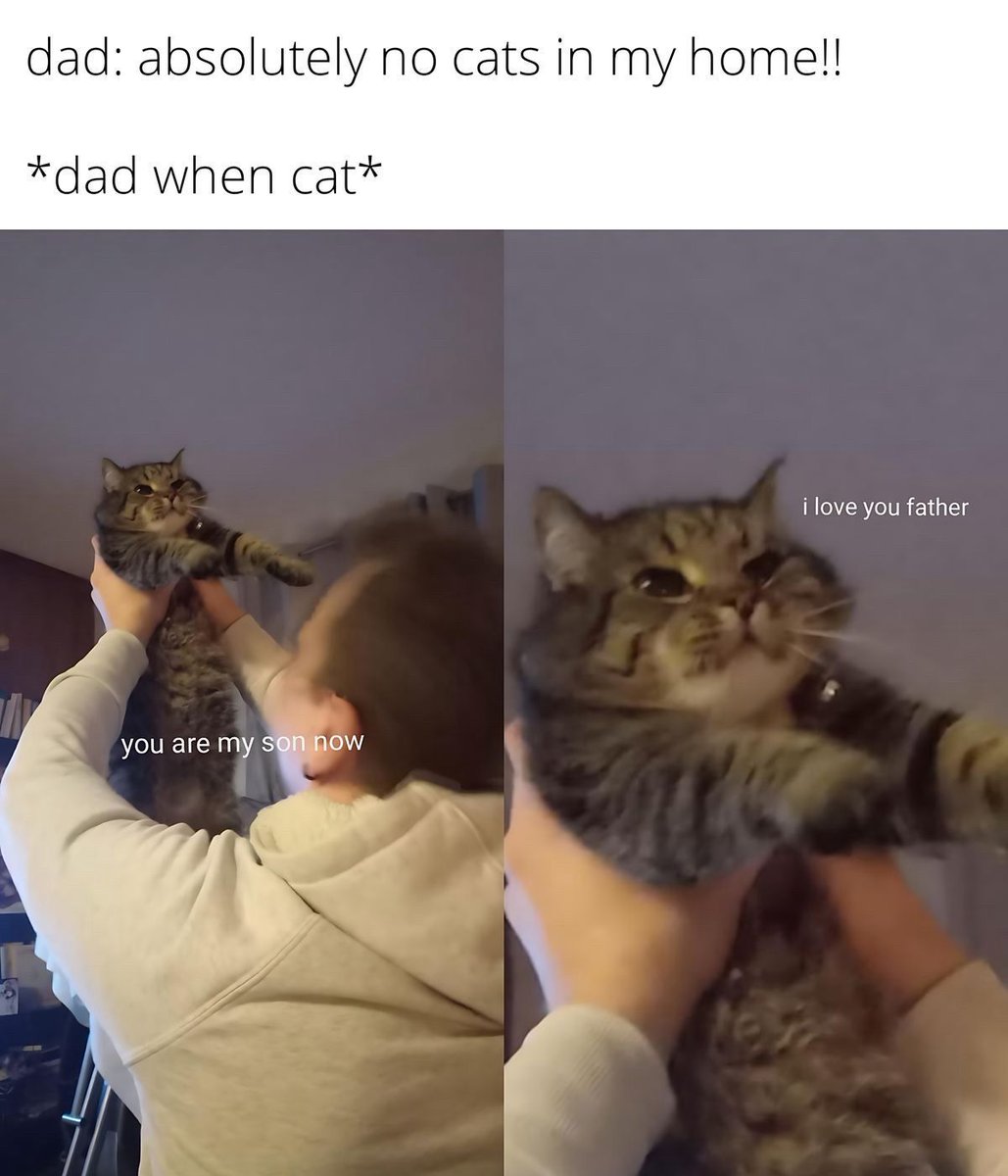 Cats_ooc's tweet photo. https://t.co/AReLdtFH72