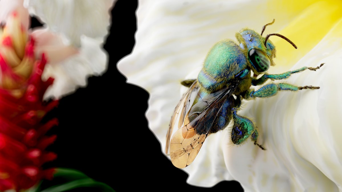 maxonredshift's tweet photo. Orchid Bee #Zbrush sculpt by Eric Keller. ๐
๐ https://t.co/Jyt8emAF5A
#MadewithSubstance #Redshift https://t.co/lyj2VI9IzR